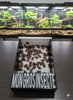Nourrisseur mural pour terrarium personnalisable – Anti-évasion – Gecko, Pogona, Reptiles