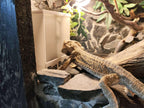 Nourrisseur mural pour terrarium personnalisable – Anti-évasion – Gecko, Pogona, Reptiles
